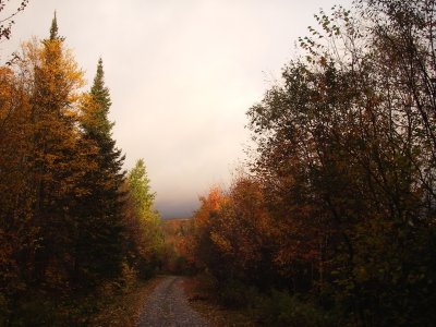 Forêt, Massif-du-Sud