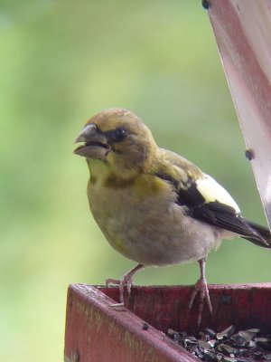 Gros-bec errant juvénile mâle, St-Onésime-d'Ixworth