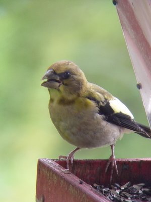 Gros-bec errant juvnile mle, St-Onsime-d'Ixworth