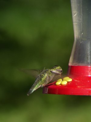 Colibri  gorge rubis, St-Onsime-d'Ixworth