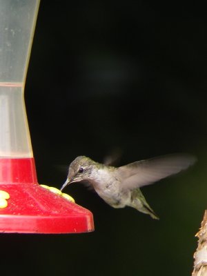 Colibri  gorge rubis, St-Onsime-d'Ixworth