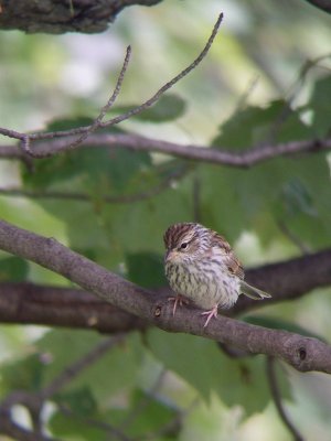 Bruant familier juv., St-Onsime-dIxworth