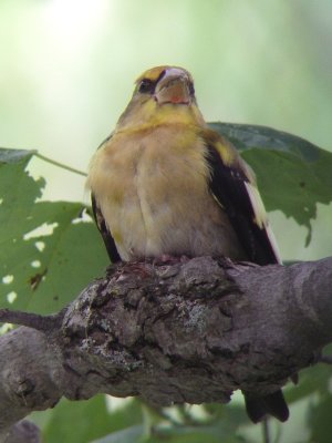 Gros-bec errant juv. ,St-Onésime-d'Ixworth