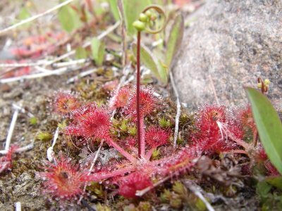 Drosra, Chibougamau