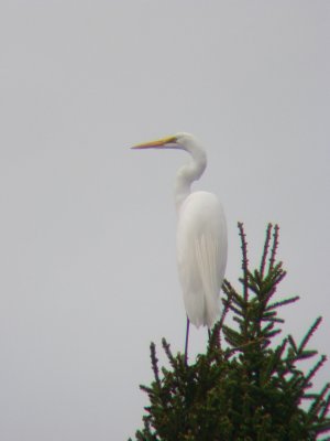 g1/72/668472/3/126553262.NW02Nc6B.jpg