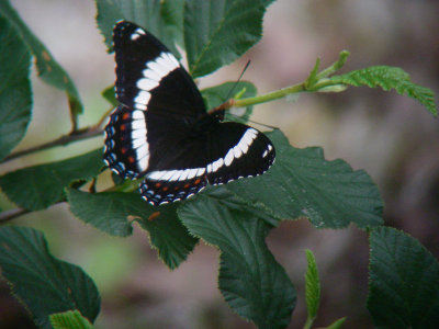 Papillon, Nestaocano