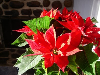 Poinsettia