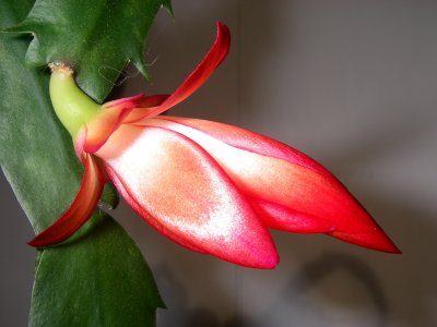 Cactus de Noël