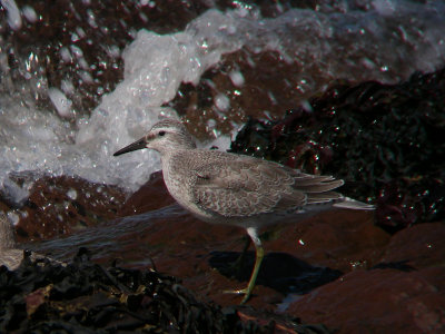 Bécasseau maubèche juvénile, Kamouraska
