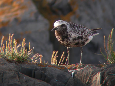 Pluvier argenté adulte, Kamouraska