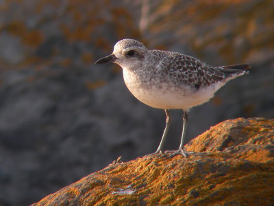 Pluvier argenté adulte, Kamouraska