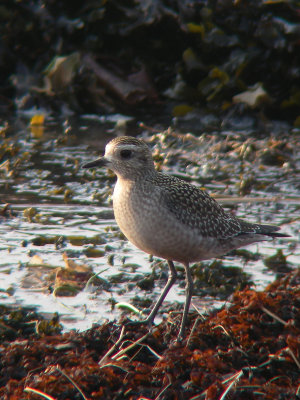 Pluvier bronzé juvénile, Kamouraska