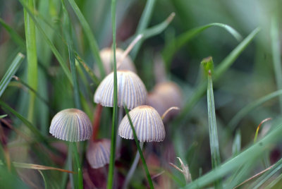 Tiny mushroom 3.jpg