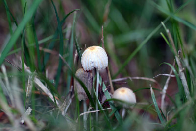 Tiny mushrooms 2.jpg
