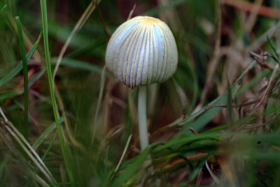 Tiny mushroom 1.jpg
