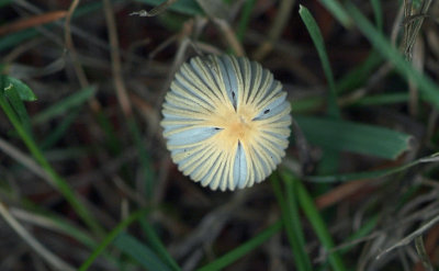 Tiny mushroom.jpg