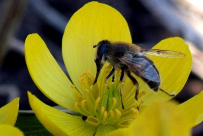 Bee on Aconite (Eranthis hyemalis ).jpg