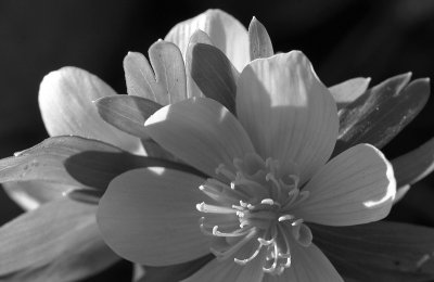 Black & White Flowers