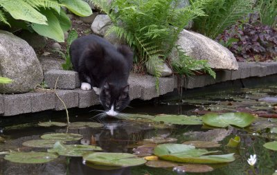 Jack drinking from the pond.jpg