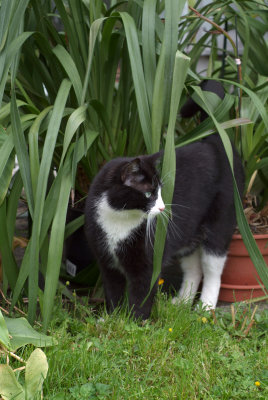 Jack in the garden1.jpg