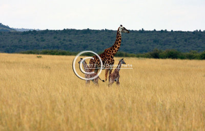 Masai Giraffe & Twins