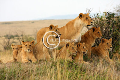 Lionesses & Cubs