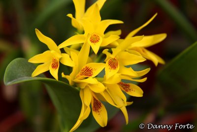 Flowers of Costa Rica