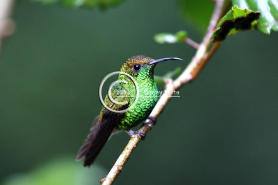 Humming Bird