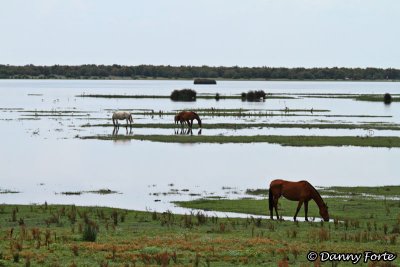 Wild Horses at De Doana National Park