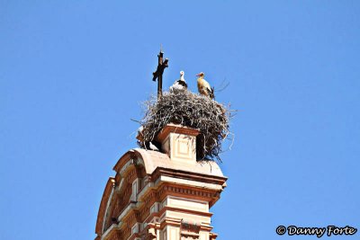 Storks Nesting on the Top of a Church