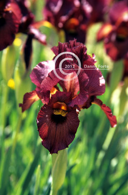 Iris