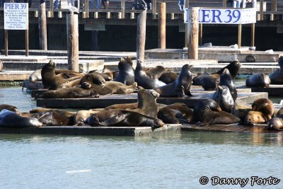 Seals at Pier 39