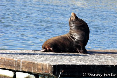 Seals at Pier 39