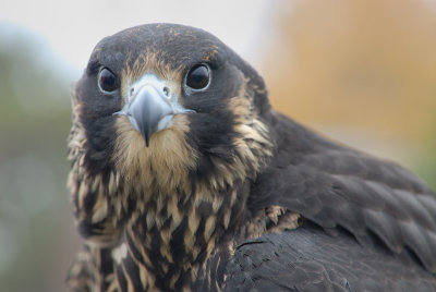 Peale's Peregrine female