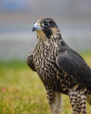 Peale's Peregrine male