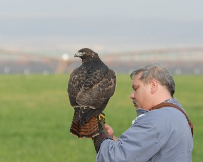 Mike Takemoto and his adult Redtail hawk