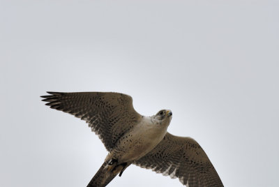 Paul Debruyn's White Gyrfalcon