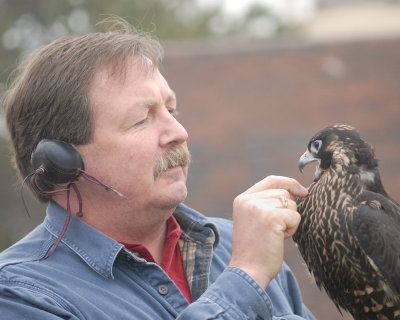 Brent Gaussoin and female Peale's Peregrine