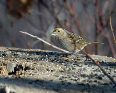 Golden-crowned Sparrow 1st winter