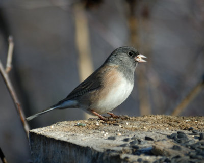 Dark-eyed Junco