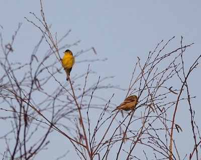 Lesser Goldfinch