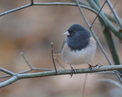 Dark-eyed Junco