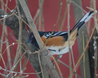 Spotted Towhee