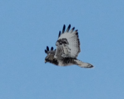 Rough-legged Hawk hovering