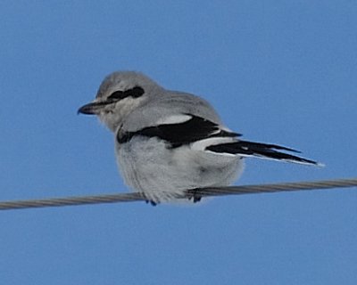 Northern Shrike