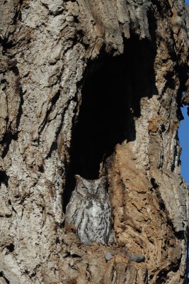 Western Screech-Owl