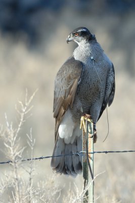 Adult female North American Goshawk