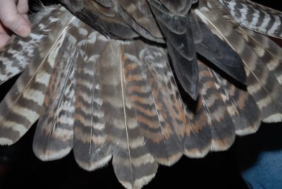 Harlan's Hawk tail
