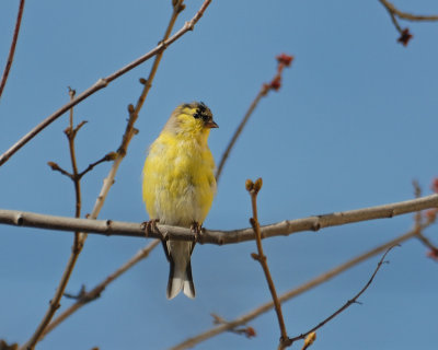 American Goldfinch in molt