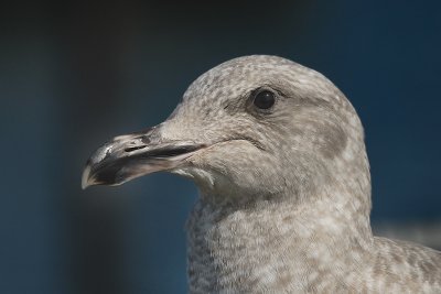 Immature Gull ?